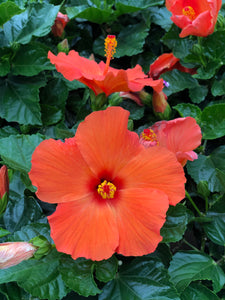 Tropical Hibiscus Yoder Hybrid #06