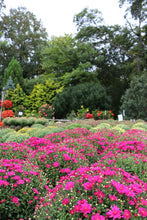 Load image into Gallery viewer, Mum Hardy #08/09
