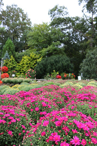 Mum Hardy #08/09
