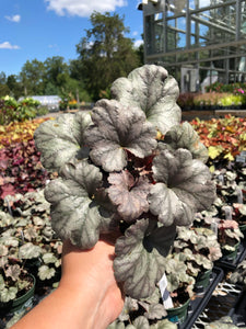 Fall Magic Heuchera #04