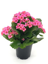 Load image into Gallery viewer, Kalanchoe #04
