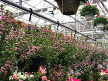 Load image into Gallery viewer, Scaevola #10 Hanging Basket
