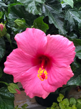 Load image into Gallery viewer, Tropical Hibiscus Yoder Hybrid #10

