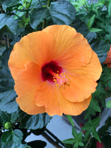 Tropical Hibiscus Yoder Hybrid #10