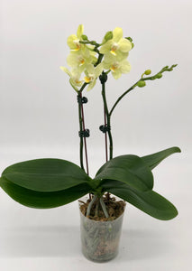 Orchid Phalaenopsis #04 Double Stem