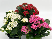 Load image into Gallery viewer, Kalanchoe #04
