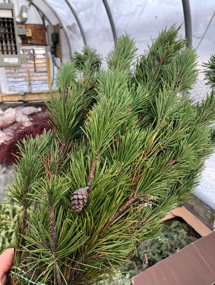 Evergreen Bunch White Pine