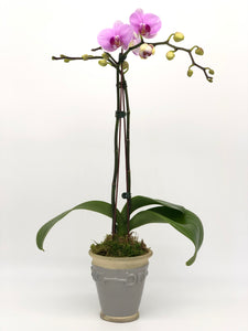 Orchid Phalaenopsis #04 Double Stem