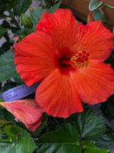 Load image into Gallery viewer, Tropical Hibiscus Yoder Hybrid #10 Tree
