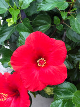 Load image into Gallery viewer, Tropical Hibiscus Yoder Hybrid #10
