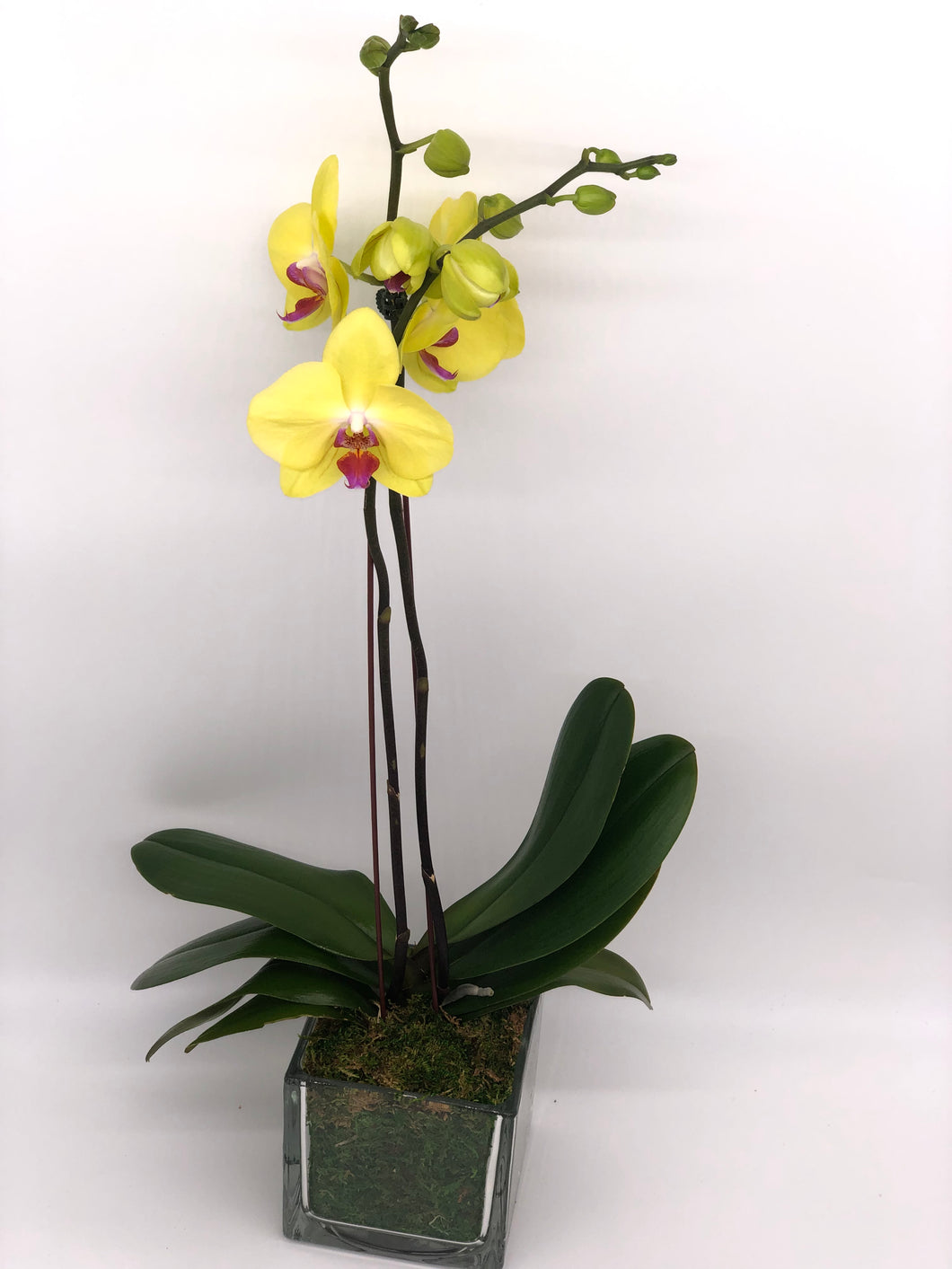 Orchid in Glass Arrangement Double Phaleonopsis